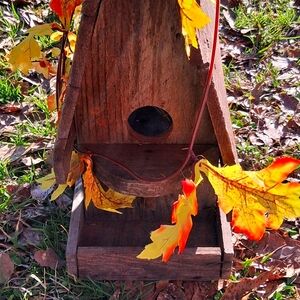 Colorful Butterfly and Leaf Decor